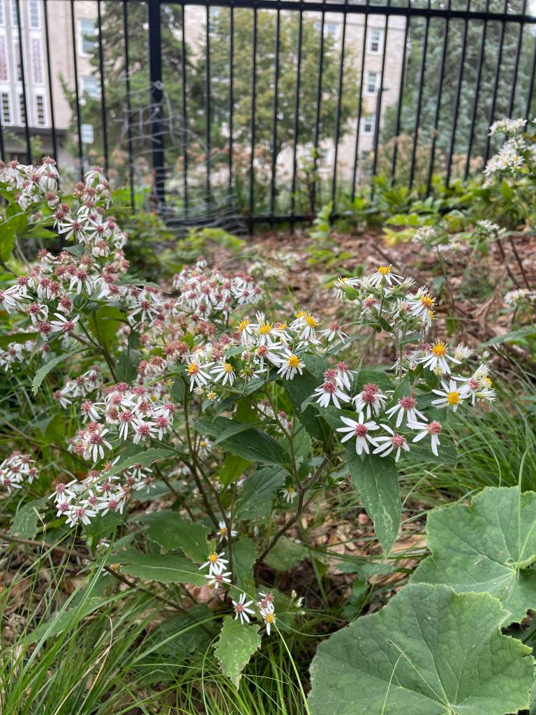 Plant name: White Wood Aster Eurybia divaricatus 